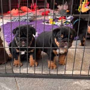 Köp engelska bulldoggar online i Sverige