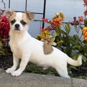 Chihuahua på nätet-19 veckor gammal