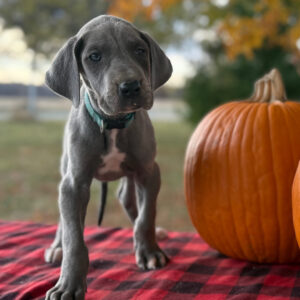 Köp Grand Danois i Sverige-7 veckor gammal