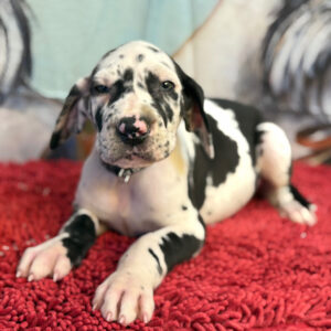 Grand Danois online-7 veckor gammal