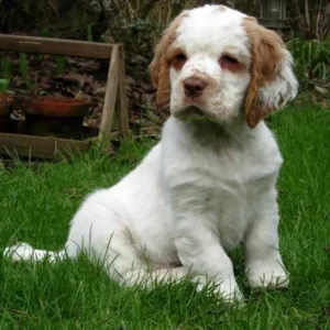 Köp Clumber Spaniel i Sverige-10 veckor gammal