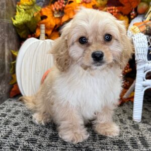 Köp cavapoo online-10 veckor gammal