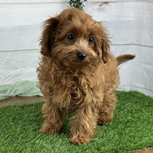 SKK-registrerad Cavapoo-18 veckor gammal