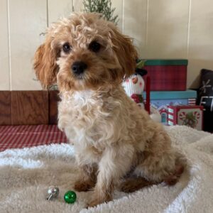 Köp Cavapoo i Sverige-26 veckor gammal