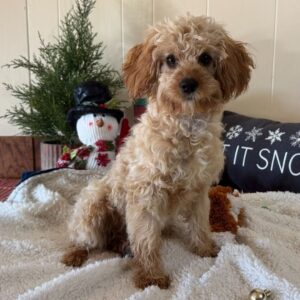 Köp Cavapoo i Sverige-26 veckor gammal