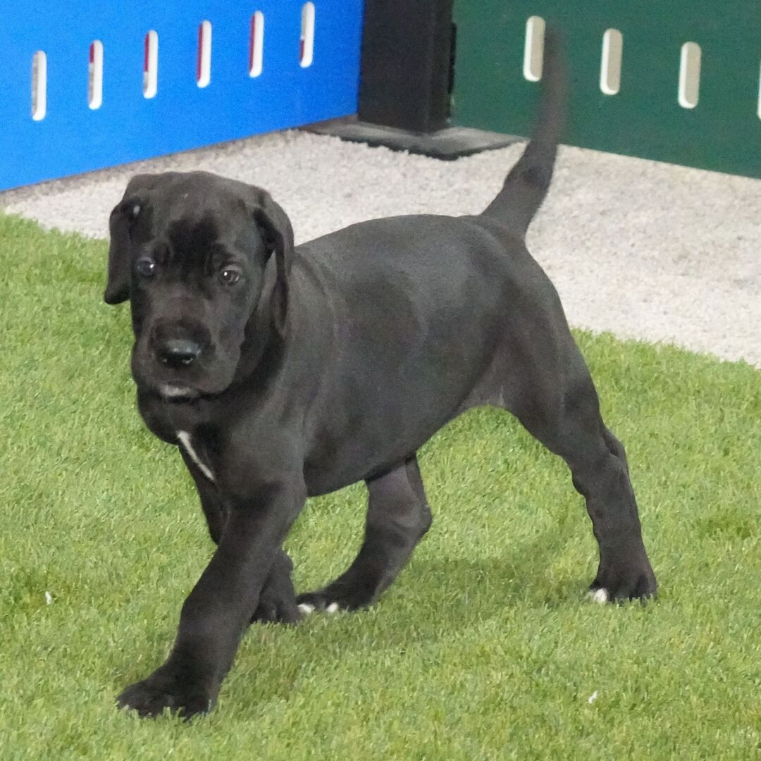 grand danois till salu 8 veckor gammal