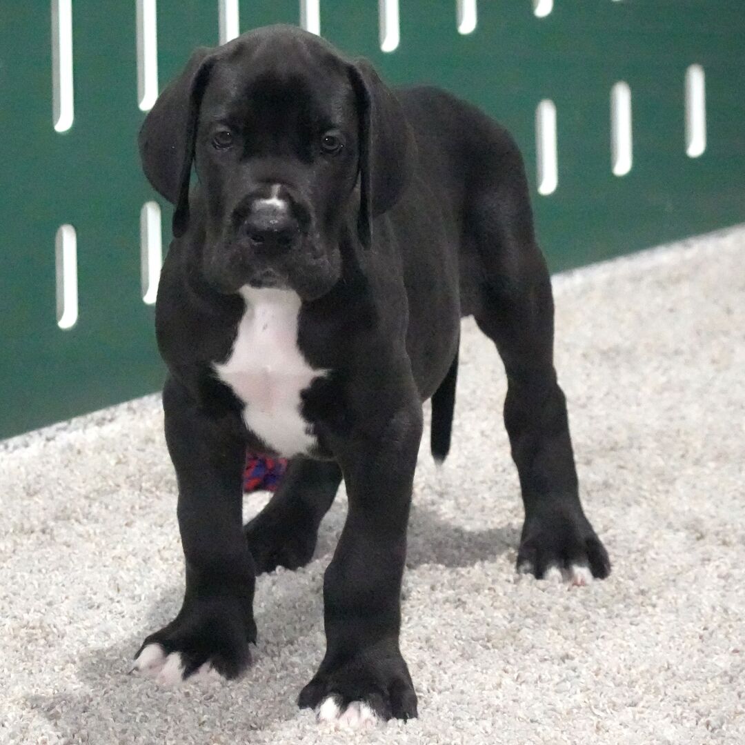 grand danois valp online 8 veckor gammal