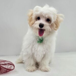 Maltipoo valpar till salu-17 veckor gammal