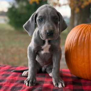 Köp Grand Danois i Sverige-7 veckor gammal