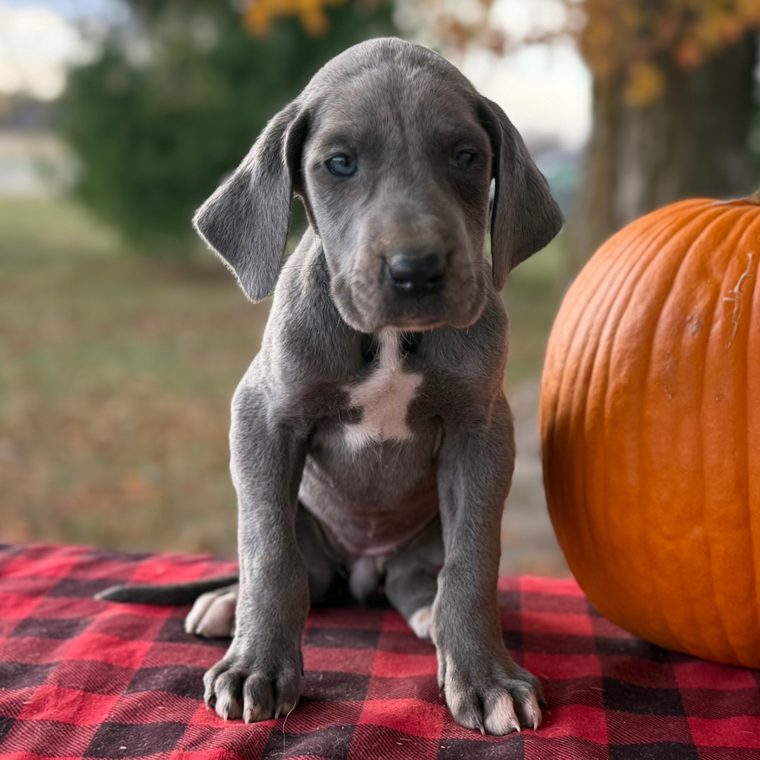 köp grand danois i sverige 7 veckor gammal