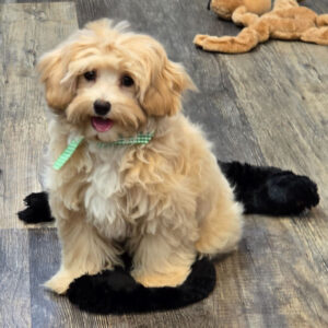 Köp maltipoo i Sverige-20 veckor gammal