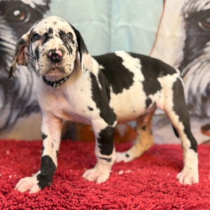 Grand Danois online-7 veckor gammal