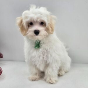 Maltipoo valpar till salu-17 veckor gammal