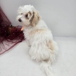 SKK-registrerad Maltipoo -17 veckor gammal