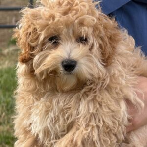 maltipoo till salu online-18 veckor gammal