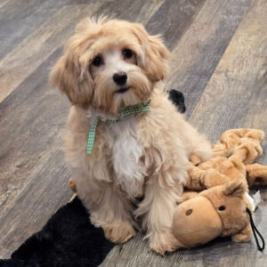 Köp maltipoo i Sverige-20 veckor gammal