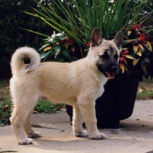 Köp norsk buhund online