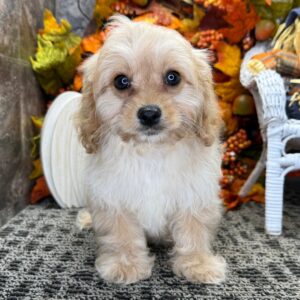 Köp cavapoo online-10 veckor gammal