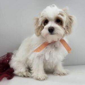 SKK-registrerad Maltipoo -17 veckor gammal