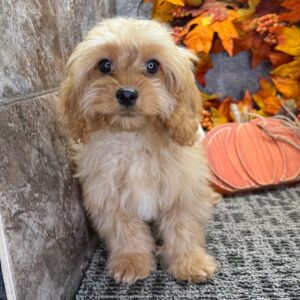 cavapoo till salu-15 veckor gammal