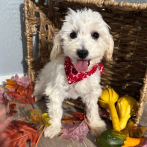 Vuxen maltipoo till salu-19 veckor gammal