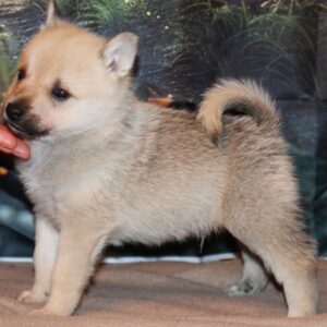 Renrasig norsk buhund-9 veckor gammal