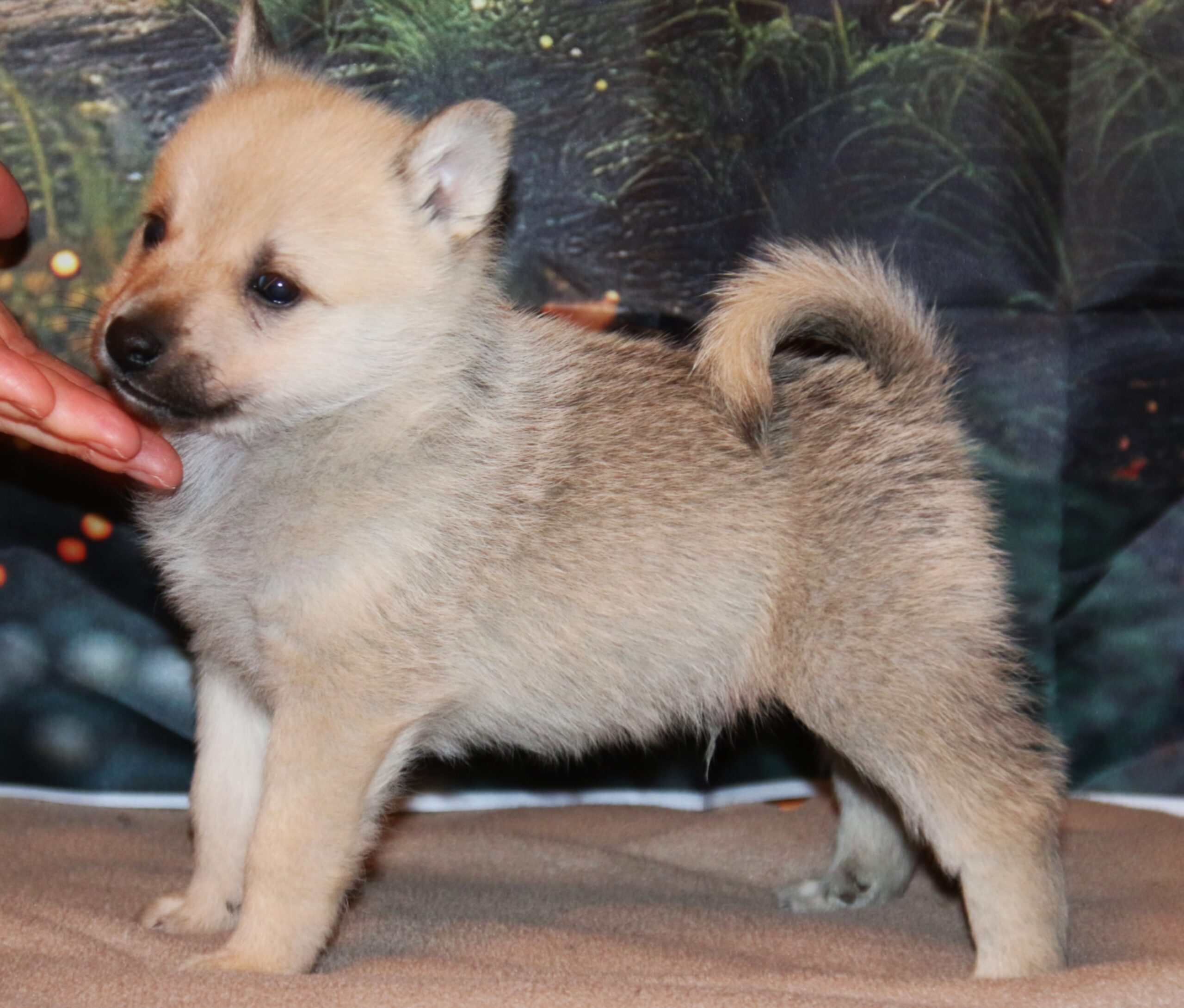 renrasig norsk buhund 9 veckor gammal