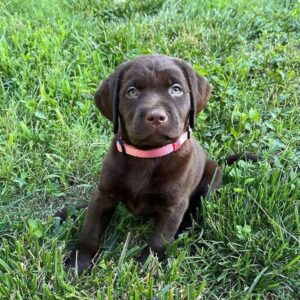 Labrador Retriever Valp – 6 veckor gammal