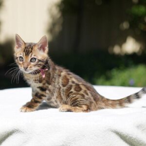 Bengal kattungar till salu- 9 veckor gammal