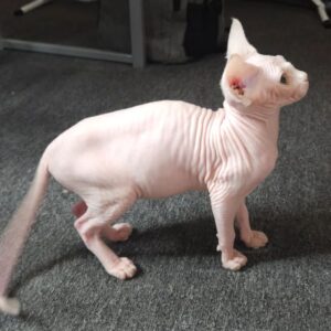 Sphynx-kattungar i Sverige – 4 månader