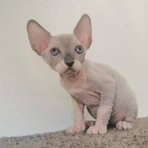 Renrasiga Sphynx-kattungar