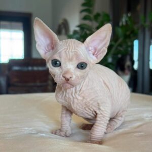 Köp Sphynx kattunge