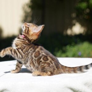 Bengal kattungar till salu- 9 veckor gammal