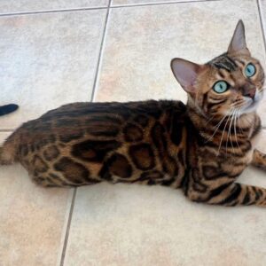 Vuxen bengal kattunge till salu – 3 år gammal