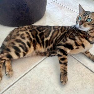 Vuxen bengal kattunge till salu – 3 år gammal