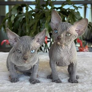 Sphynx kattungar till salu