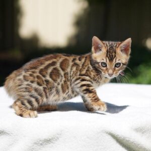 bengal katt till salu